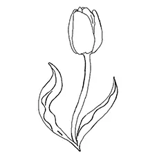 The-tulip