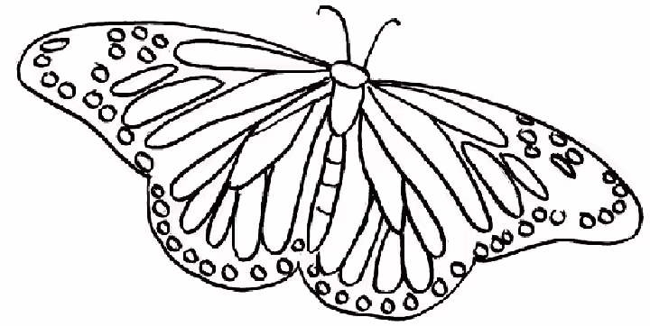 Butterfly Coloring Pages