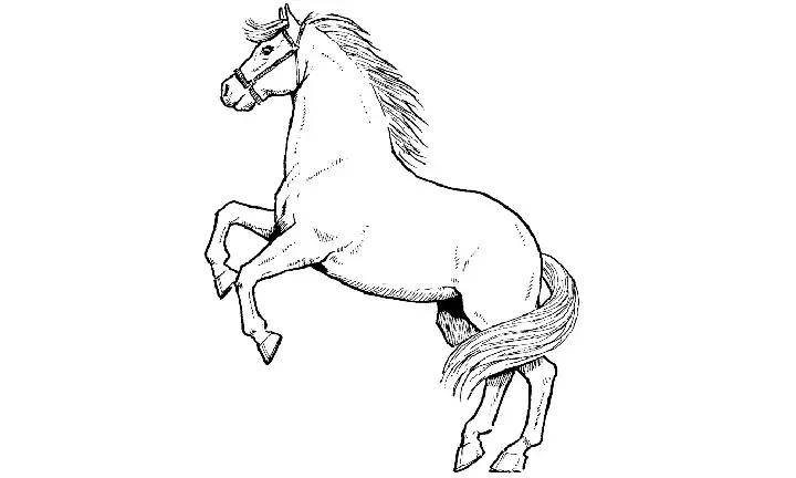 Horse Coloring Pages