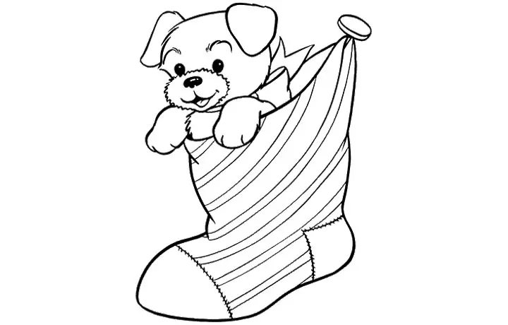 puppy inside a socking