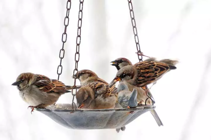 1. Get close to nature Make a bird feeder