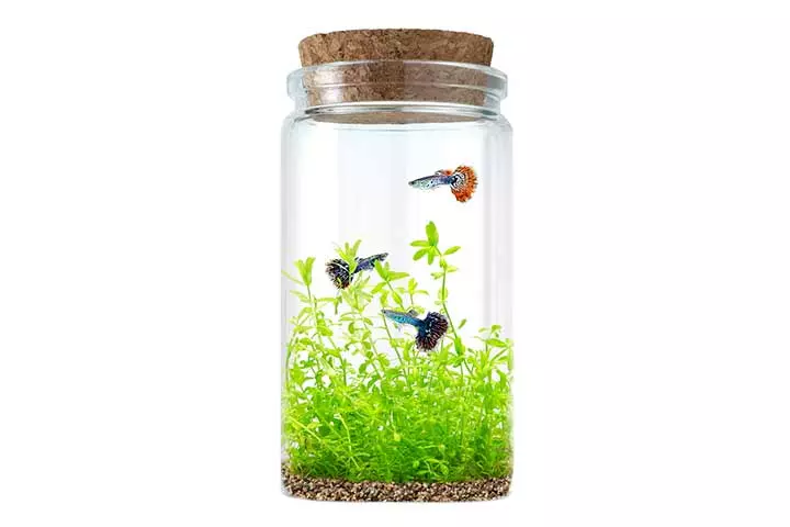 11. Make a beach Jar aquarium