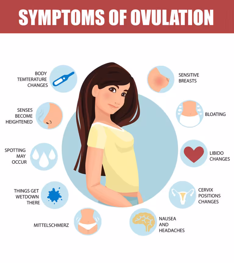 Signs And Symptoms Of Ovulation