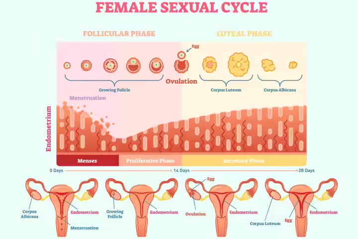 What Is Ovulation