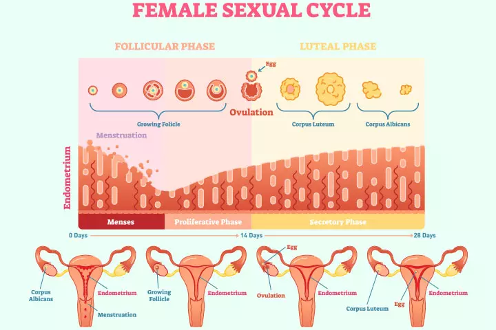 What Is Ovulation