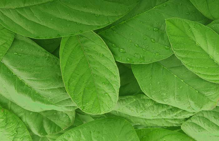 8. Guava Leaves