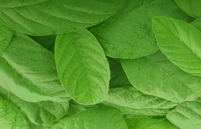 8. Guava Leaves