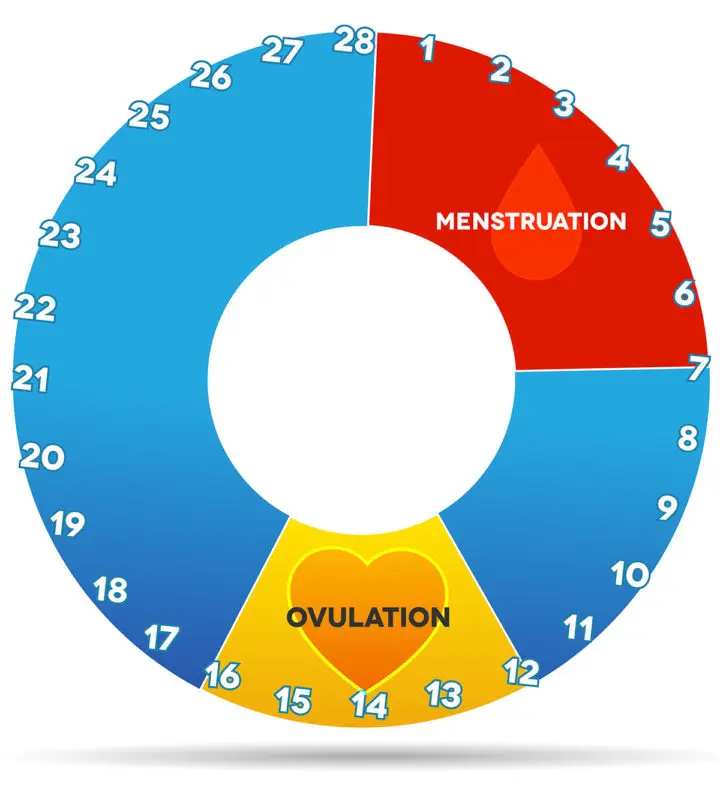 Cervical-Mucus-And-Ovulation