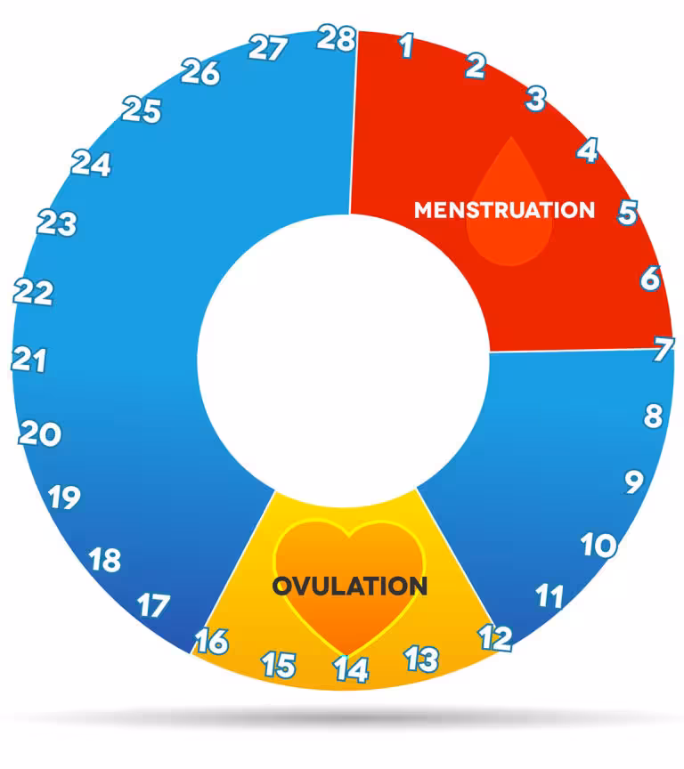 Cervical-Mucus-And-Ovulation