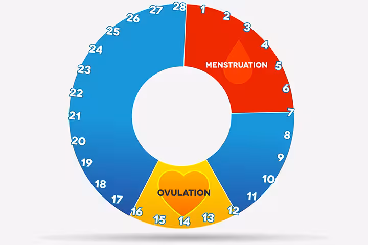 Cervical Mucus And Ovulation