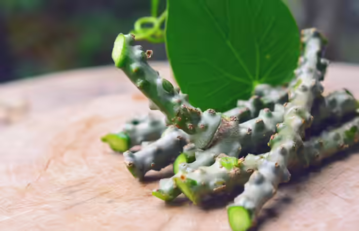 1.-Giloy-For-Chikungunya