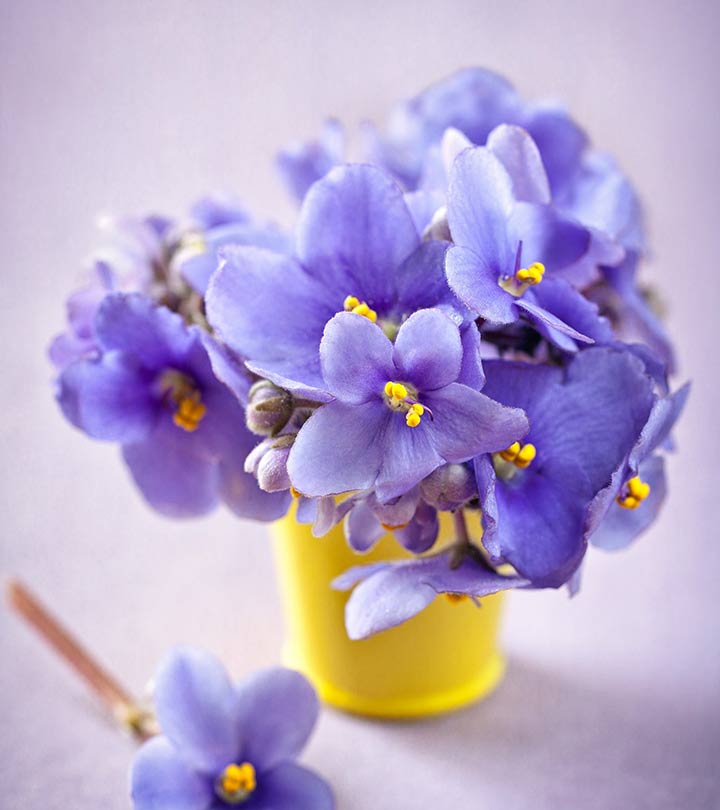 Top 10 Most Beautiful Violet Flowers
