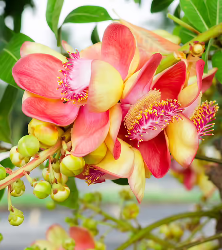 10-Amazing-Benefits-Of-Shorea-Robusta