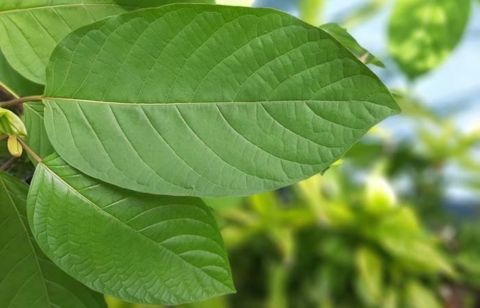 What Is Kratom