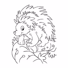 Crested Porcupine