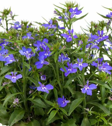 6 Medicinal Uses And 8 Side Effects Of Lobelia Herb