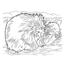 Cape Porcupine