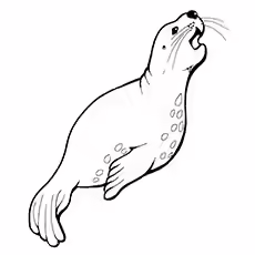 Seal Coloring Pages - Harbor Seal Harbor Seal