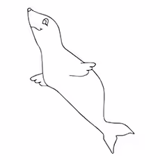 Seal Coloring Pages - Harp Seal Harp Seal