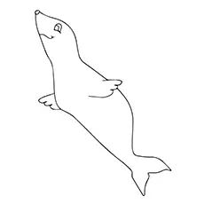 Harp Seal