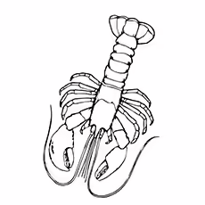 Lobster Coloring Pages - Lobster Lobster