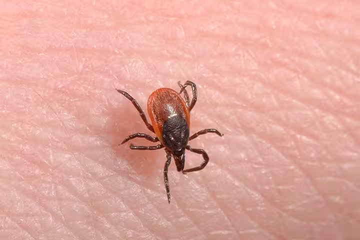 Lyme Disease In Babies Lyme Disease In Babies