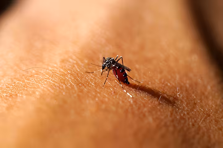 Malaria In Toddlers Malaria In Toddlers - Causes, Symptoms & Treatments You Should Be Aware Of
