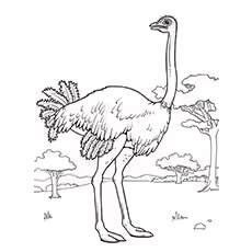 Ostrich Coloring Pages - Masai Ostrich Masai Ostrich