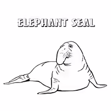 Seal Coloring Pages - Northern Elephant Seal Northern Elephant Seal