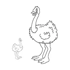 Ostrich Coloring Images