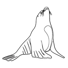 Sea Lion