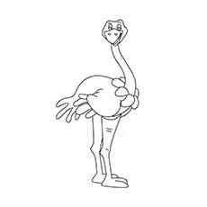 Somali Ostrich Somali Ostrich