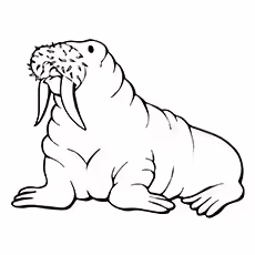 Seal Coloring Pages - Walrus Walrus