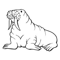 Walrus