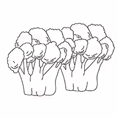 Bonanza Broccoli Bonanza Broccoli 17