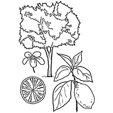 Lemon Coloring Page - Femminello St. Teresa Lemon Tree