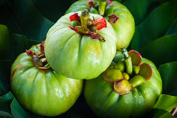 Garcinia Cambogia For Kids Health Benefits Of Garcinia Cambogia For Kids
