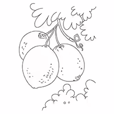 Lemon Coloring Page - Pink Lemon Lemon Coloring Page - Pink Lemon