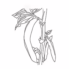 Purple String Beans Purple String Beans