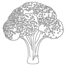 Broccoli Coloring Page - Romanesco Broccoli