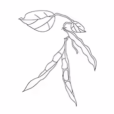 Romano Beans On The Tree Romano Beans On The Tree Coloring Sheet