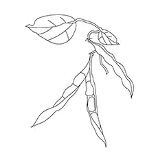 Romano Beans On The Tree Coloring Sheet