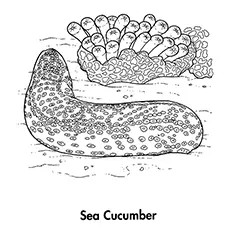 Cucumber Coloring Page - Sea Cucumber