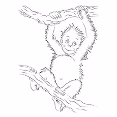 Orangutan Coloring Page - A Baby Orangutan