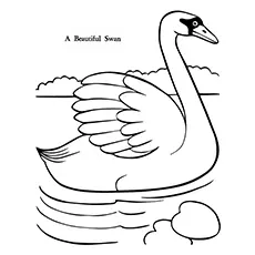 Swan Coloring Pages - A Beautiful Swan