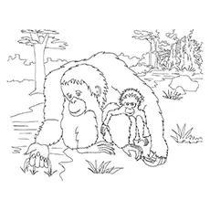 Orangutan Coloring Page - A Bornean Orangutan At Play