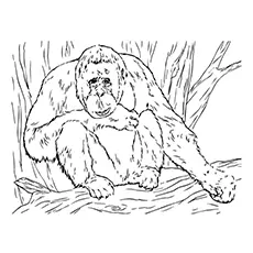 Orangutan Coloring Page - A Bornean Orangutan