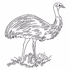 Emu Coloring Page - A Calm Emu Emu Coloring Page - A Calm Emu