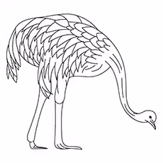 Emu Coloring Page - A Grazing Emu Emu Coloring Page - A Grazing Emu