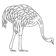 Emu Coloring Page - A Grazing Emu